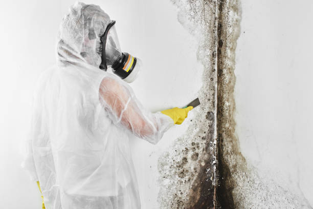 Best Certified Mold Removal  in South Gate Ridge, FL