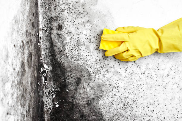 Best Crawl Space Mold Removal  in South Gate Ridge, FL