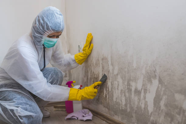 Best Attic Mold Removal  in South Gate Ridge, FL
