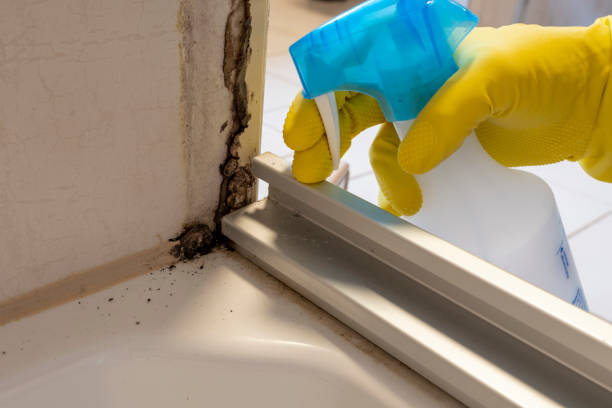 Best Mold Damage Repair  in South Gate Ridge, FL